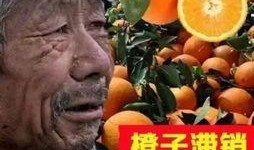 大爷爆料茶叶视频播放