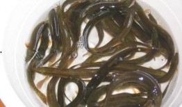 黄金泥鳅最新爆料,揭秘娱乐圈幕后真相