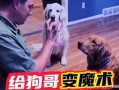 网红狗哥爆料吃瓜视频在线观看,吃瓜视频在线观看，揭秘娱乐圈幕后真相