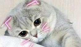 娱乐吃瓜君折耳猫七七,折耳猫的娱乐传奇