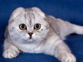 娱乐吃瓜君折耳猫七七,折耳猫的娱乐传奇