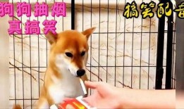 热点爆料动物搞笑视频,动物界的欢乐时光大盘点