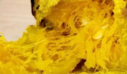 网红吃瓜小灯笼是真的吗,揭秘其真实身份与走红之谜