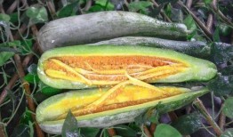 富县网红吃瓜,揭秘网络红人的幕后生活