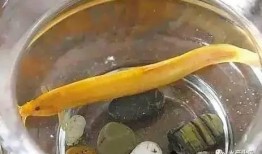 黄金泥鳅最新爆料,揭秘娱乐圈幕后真相