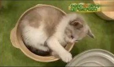 热点爆料动物搞笑视频,动物界的欢乐时光大盘点