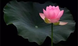 荷花明星爆料视频大全,视频大全揭秘幕后故事