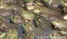 养殖牛蛙爆料怎么做视频,如何制作爆料的视频教程