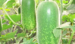 网红旅游吃瓜走红图片,揭秘美食背后的故事