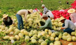 网红吃瓜 渠道,揭秘娱乐圈幕后真相