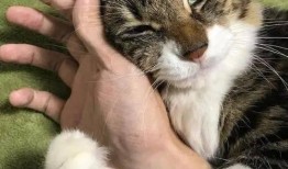 太原爆料猫咪视频,网友直呼“治愈系”