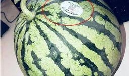 富县网红吃瓜,揭秘网络红人的幕后生活