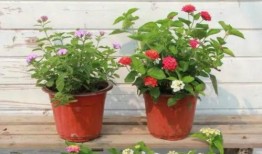 农夫皮肤最新爆料视频,细节曝光，带你领略真实风采