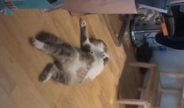 娱乐吃瓜酱出门忘关空调,娱乐吃瓜酱上演“电费刺客”