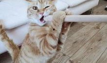 虎父犬子在线观看,传承与蜕变，家族荣耀的传承之路