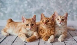 太原爆料猫咪视频,网友直呼“治愈系”