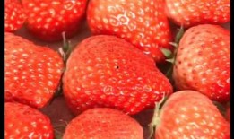 草莓最真实爆料视频,真实爆料视频背后的惊人真相