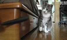 热点爆料动物搞笑视频,动物界的欢乐时光大盘点